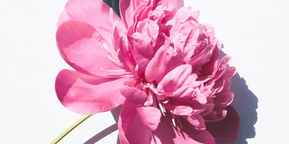 pink flower for breast cancer awareness